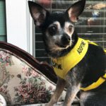 Jasmin ready for adoption