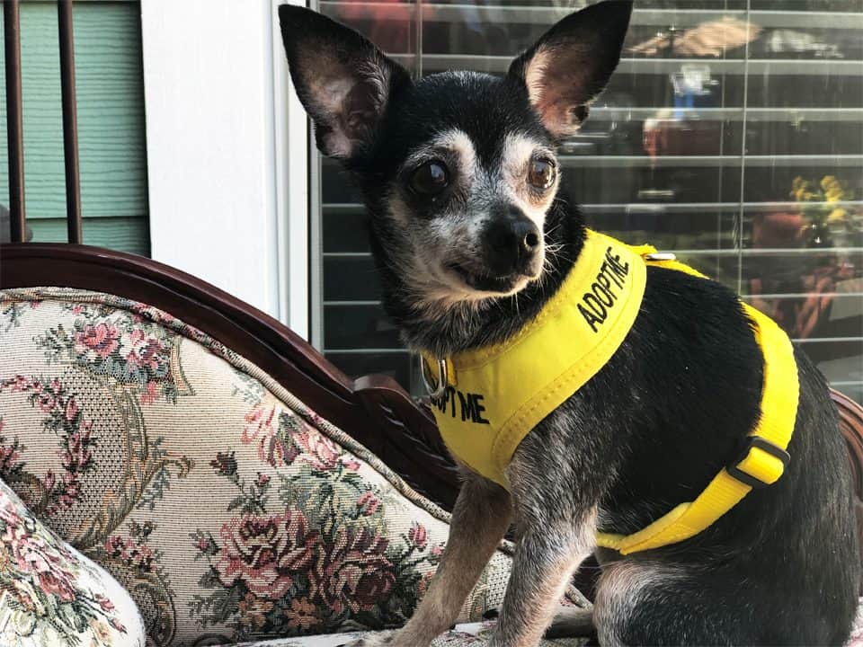 Jasmin ready for adoption