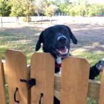 Adopt Milo - New Hope Animal Rescue