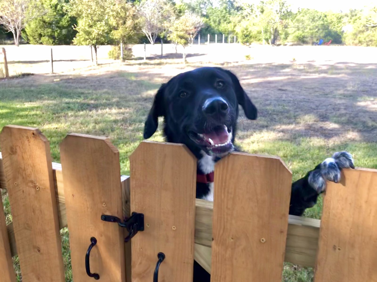 Adopt Milo - New Hope Animal Rescue