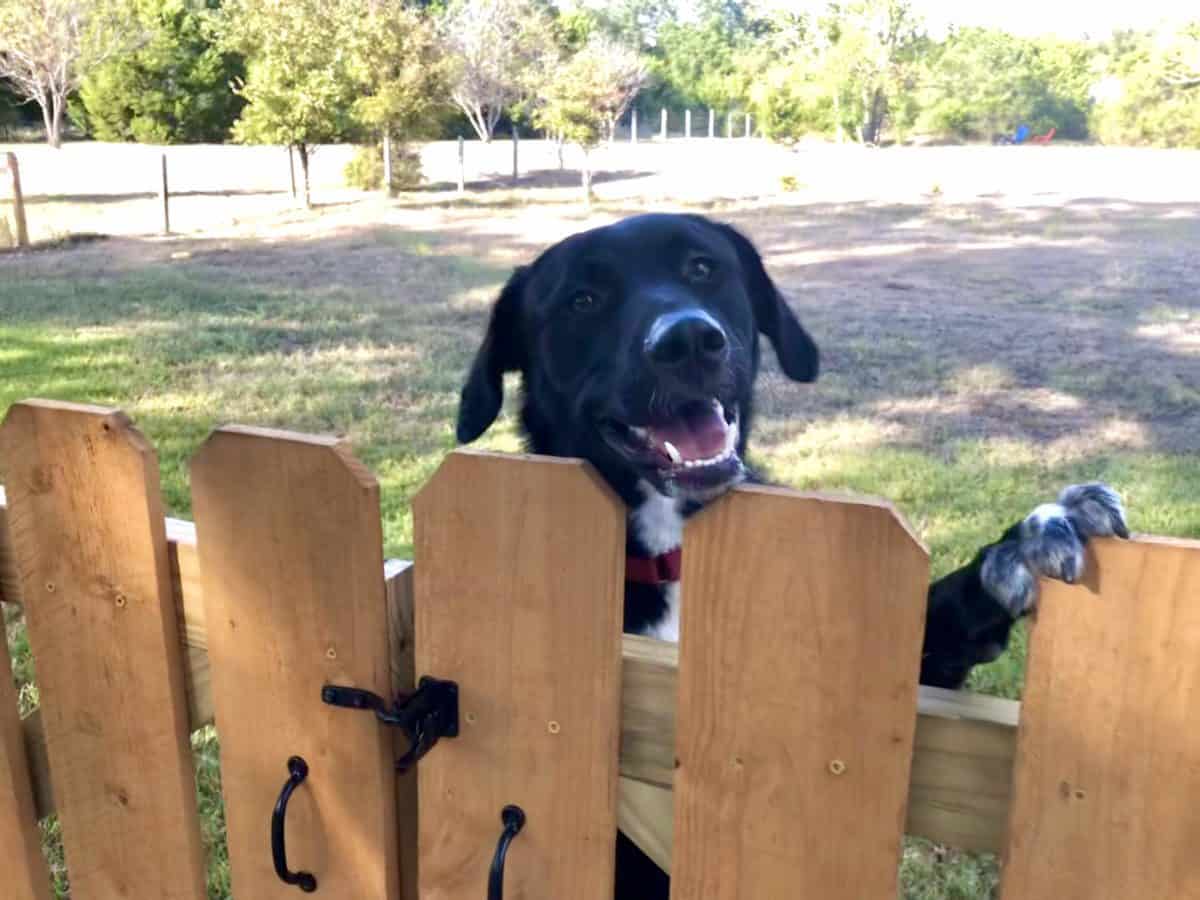 Adopt Milo - New Hope Animal Rescue