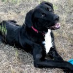 Adopt Milo - New Hope Animal Rescue