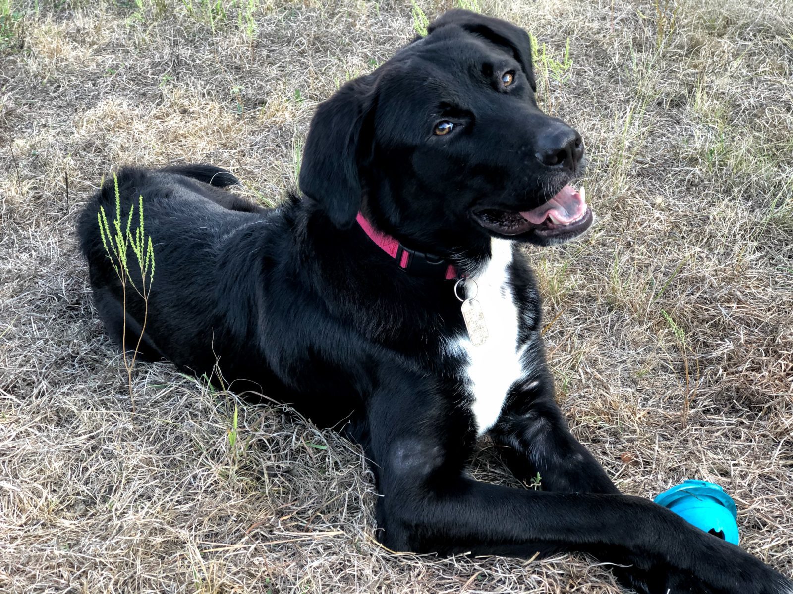 Adopt Milo - New Hope Animal Rescue