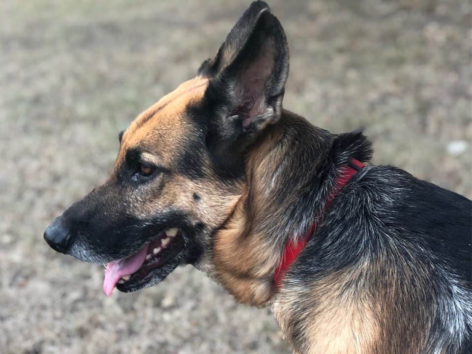 all new hope animal rescue