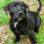 Adopt Ruthie - New Hope Animal Rescue