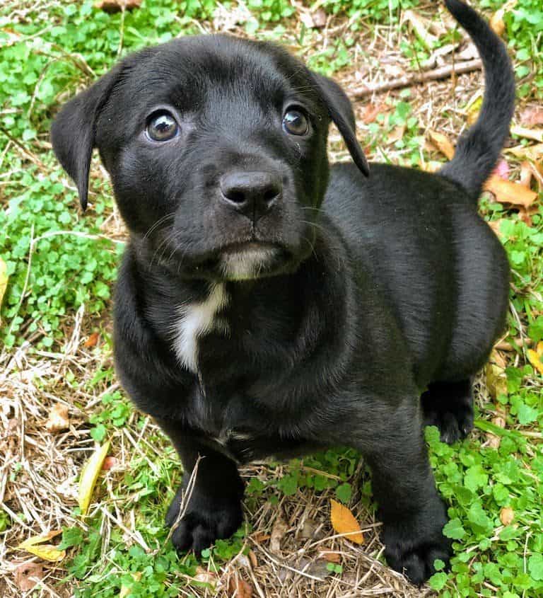 Adopt Ruthie - New Hope Animal Rescue
