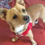 Adopt Doobie - Chi/Corgi mix