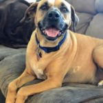 Adopt Tucker - New Hope Animal Rescue