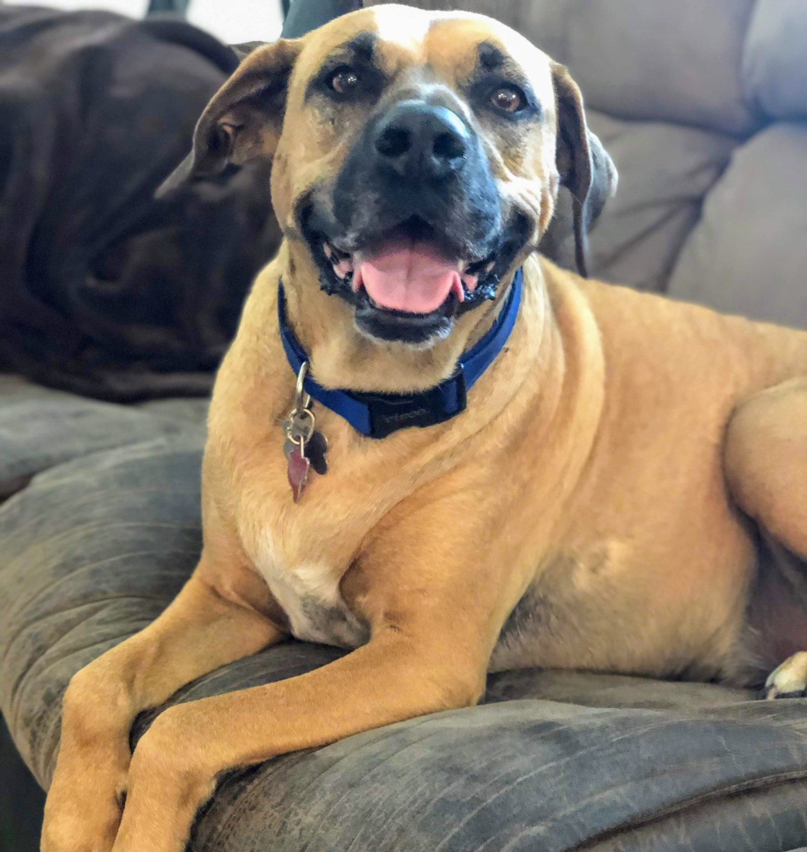 Adopt Tucker - New Hope Animal Rescue