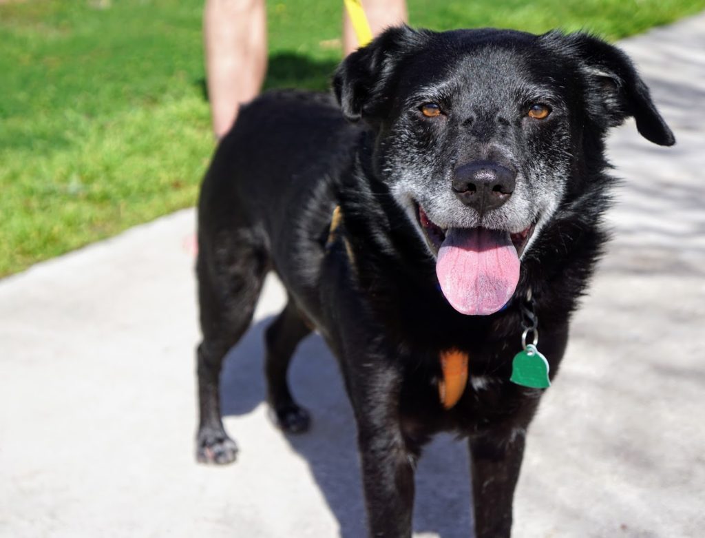 AdoptAlfie57 Adopt Alfie - 57 variety - New Hope Animal Rescue, Austin, Tx