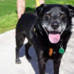 Adopt Alfie - 57 variety - New Hope Animal Rescue, Austin, Tx