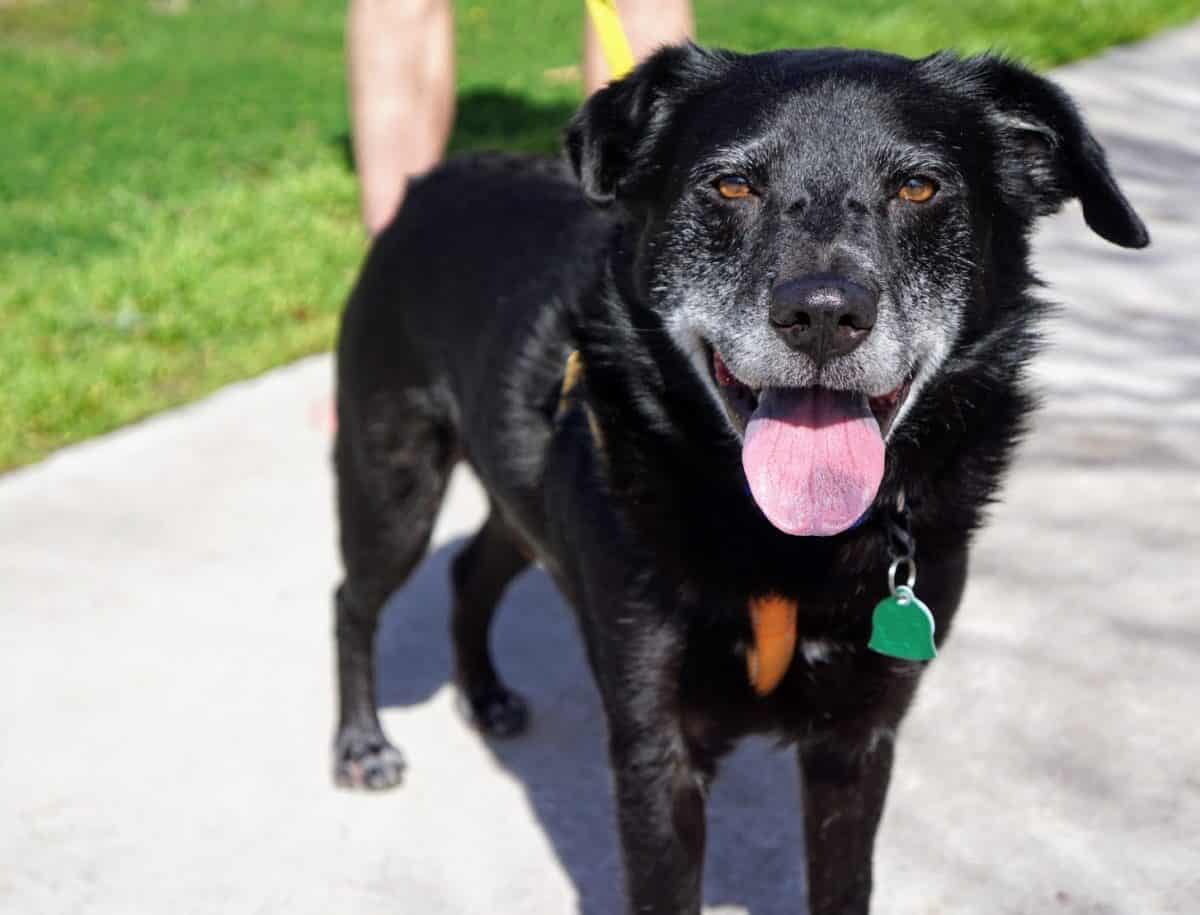 Adopt Alfie - 57 variety - New Hope Animal Rescue, Austin, Tx