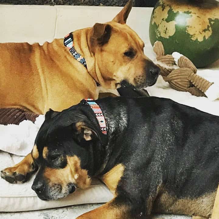 Adopt Charles and Wesley - Black Mouth Cur and Rottie mix, Austin, TX Adopt Charles and Wesley - Black Mouth Cur and Rottie mix, Austin, TX