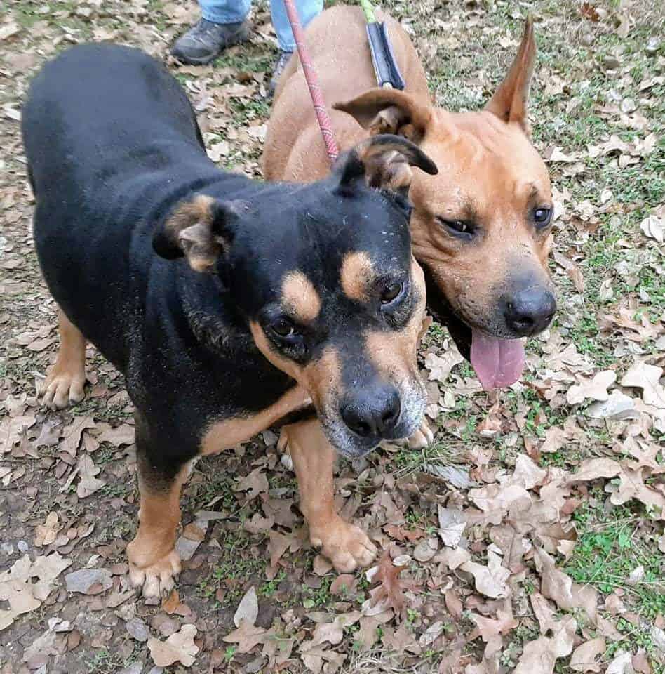 Adopt Charles and Wesley - Black Mouth Cur and Rottie mix, Austin, TX
