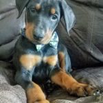 Adopt Duke - Doberman Puppy - New Hope Animal Rescue, Austin TX
