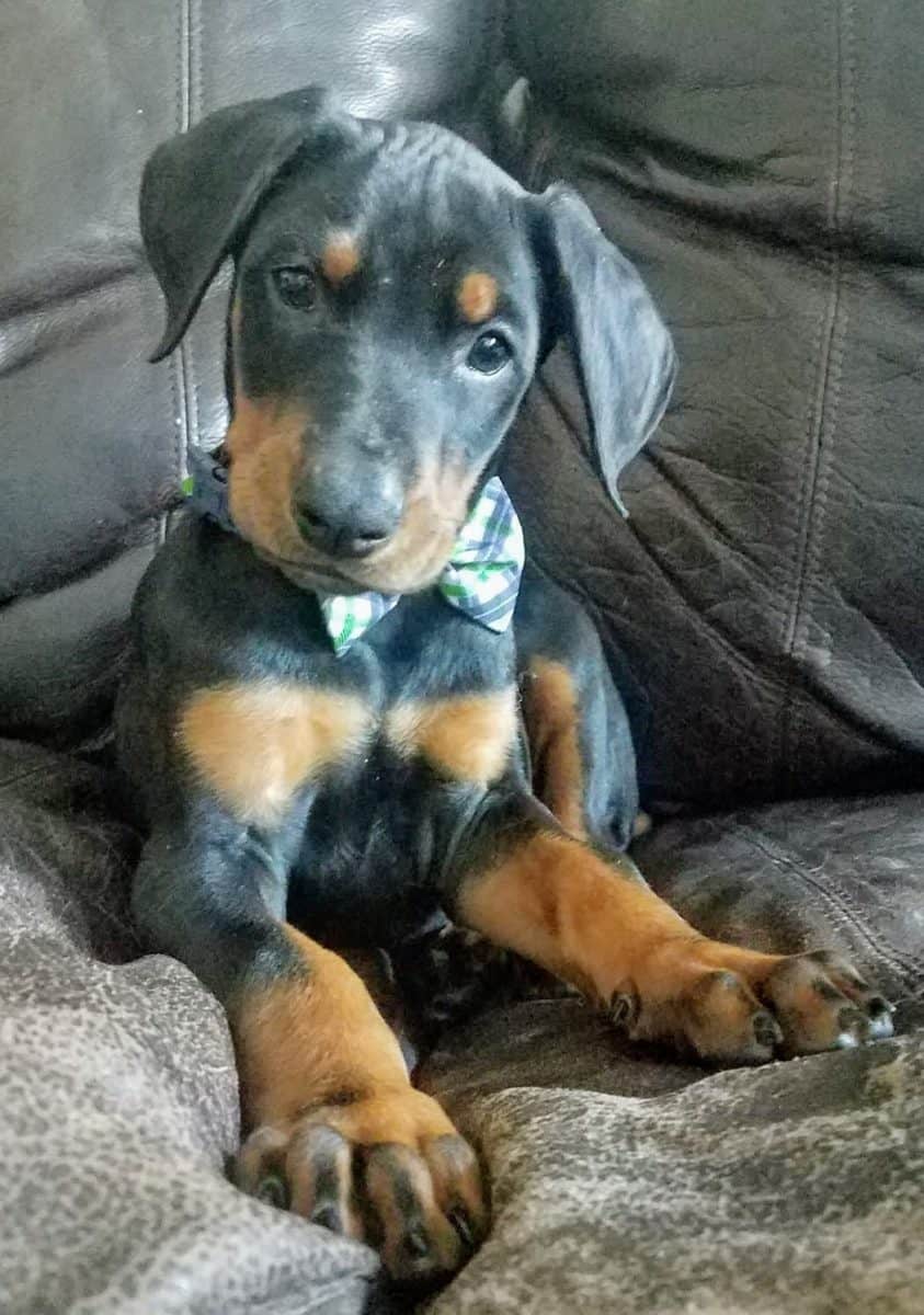 Adopt Duke - Doberman Puppy - New Hope Animal Rescue, Austin TX