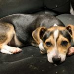 Adopt James - Terrier Beagle Mix - New Hope Animal Rescue, Austin TX