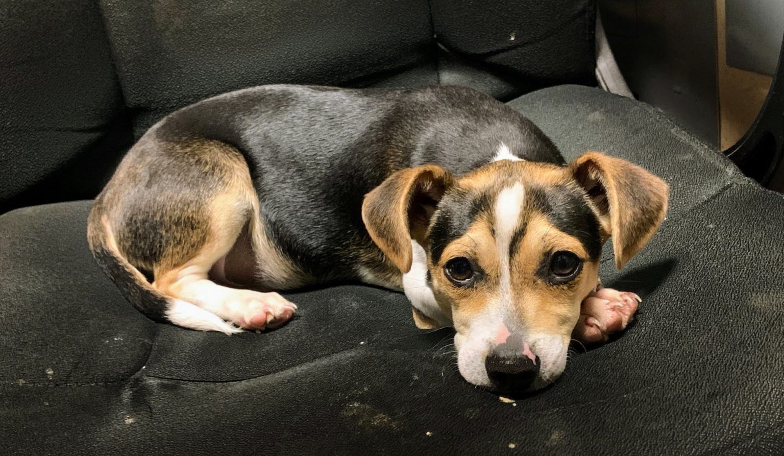 Adopt James - Terrier Beagle Mix - New Hope Animal Rescue, Austin TX