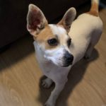 Adopt Julie - Terrier Beagle Mix - New Hope Animal Rescue, Austin TX