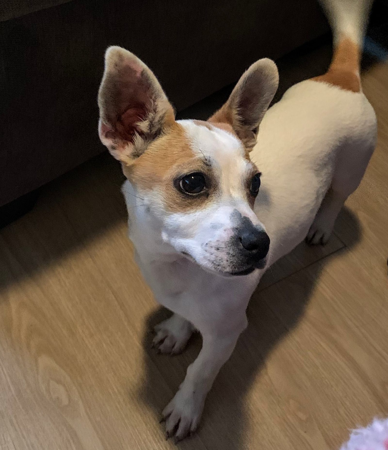 Adopt Julie - Terrier Beagle Mix - New Hope Animal Rescue, Austin TX