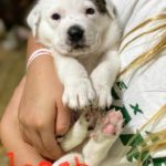 Adopt Logan - Plott hound/St. Bernard mix puppy