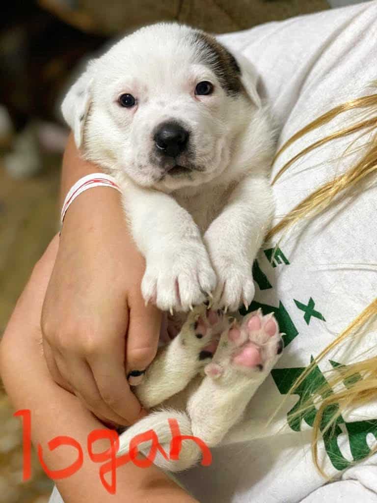 Adopt Logan - Plott hound/St. Bernard mix puppy
