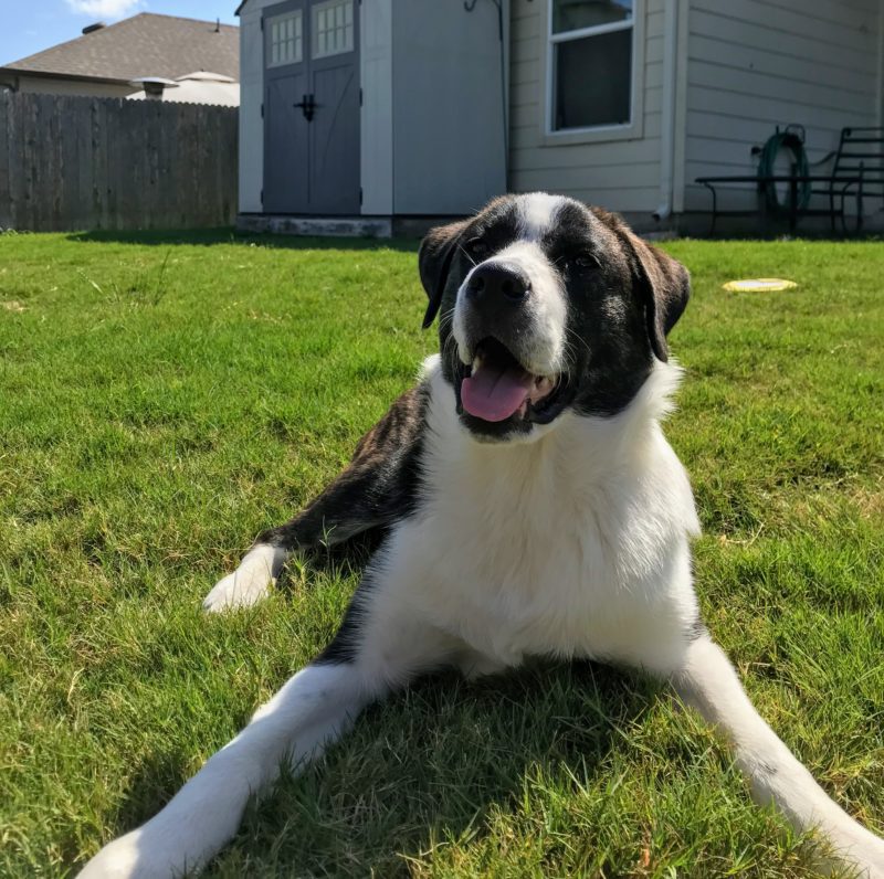 Pyrenees/Australian Shepherd mix Puppy Raven - Pyrenees/Australian Shepherd mix