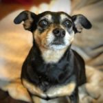 Adopt Rosie - Dachsund Mix - New Hope Animal Rescue, Austin TX