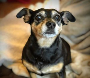 Adopt Rosie - Dachsund Mix - New Hope Animal Rescue, Austin TX