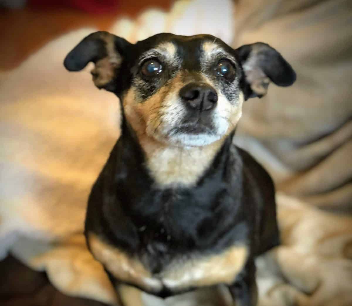 Adopt Rosie - Dachsund Mix - New Hope Animal Rescue, Austin TX