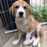 Adopt Scarlet - Plott hound/St. Bernard mix puppy