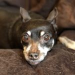 Adopt Stella - Min Pincher Mix - New Hope AnImal Rescue - Austin TX
