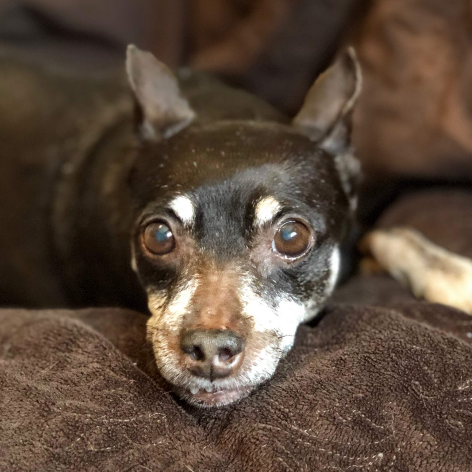 Adopt Stella - Min Pincher Mix - New Hope AnImal Rescue - Austin TX