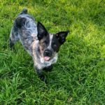 Thor - Blue Heeler Puppy