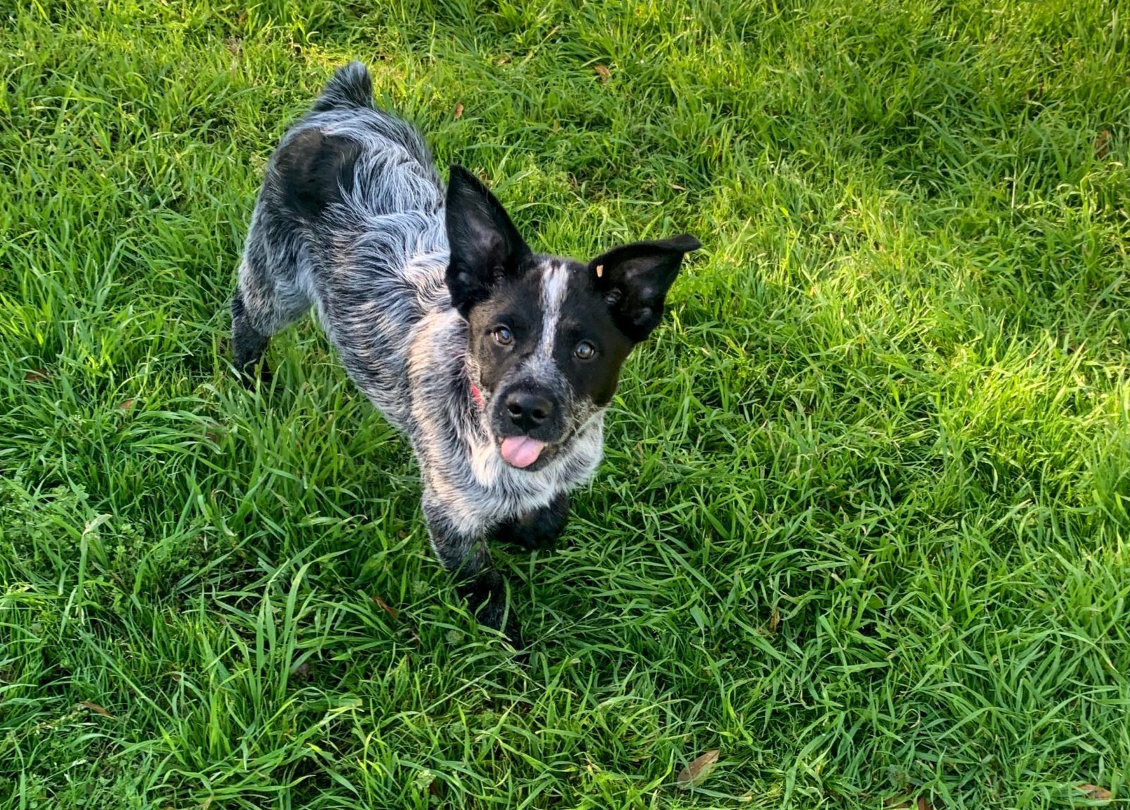 Thor - Blue Heeler Puppy
