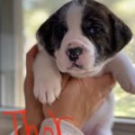 Adopt Thor : Plott hound / St. Bernard mix puppy | New Hope Animal Rescue, Austin, TX