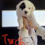 Adopt Torch - Plott hound/St. Bernard mix puppy