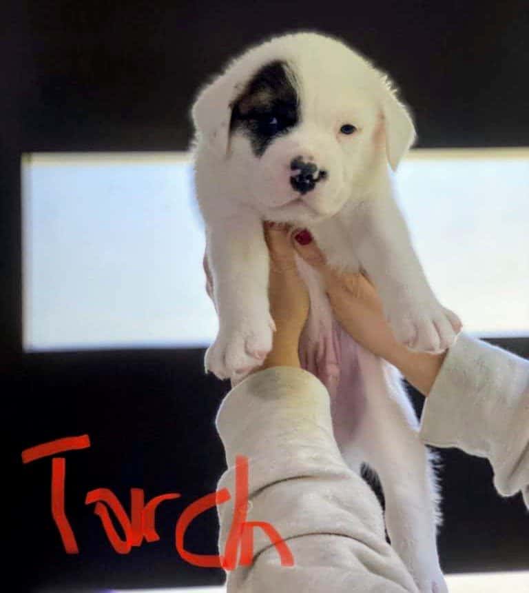 Adopt Torch - Plott hound/St. Bernard mix puppy