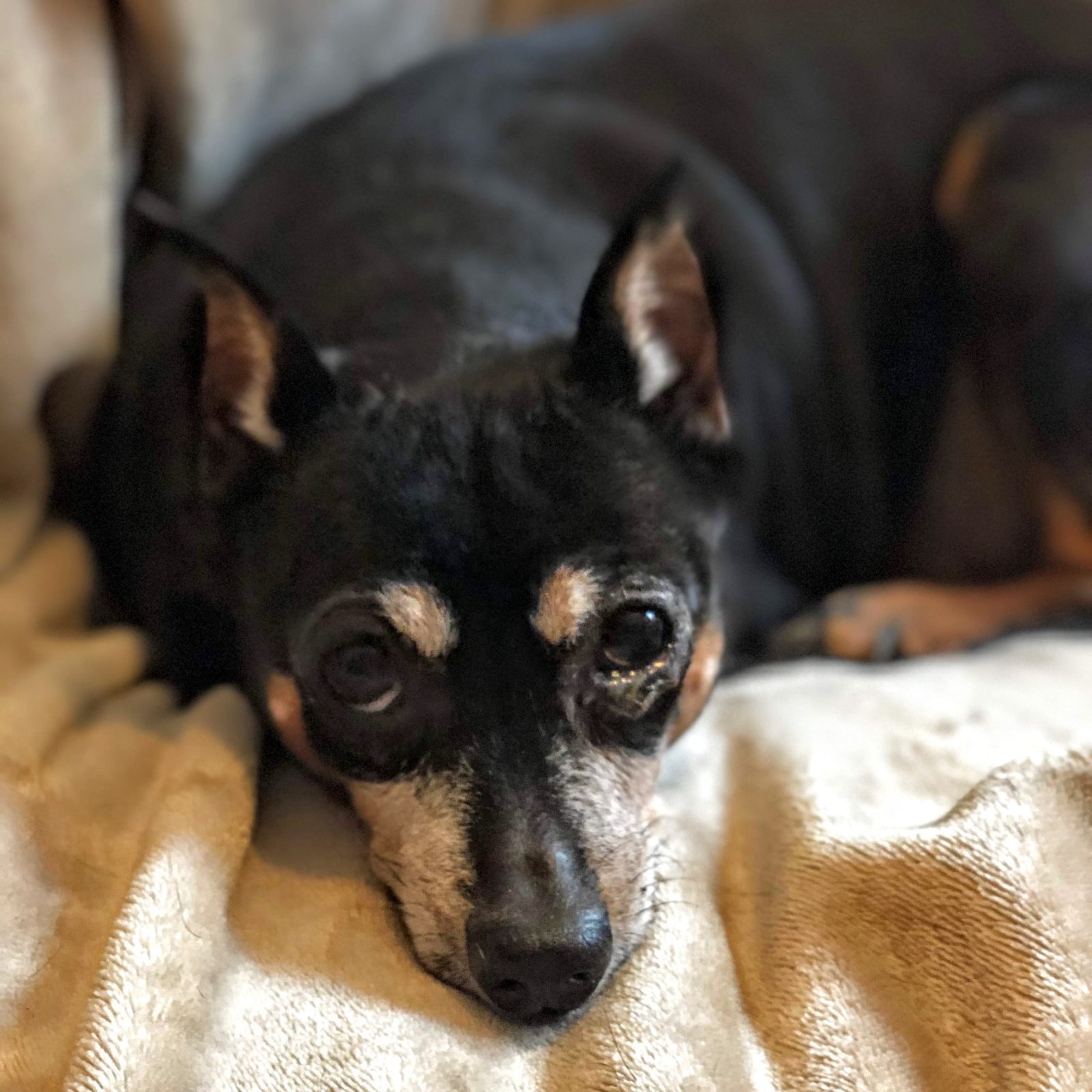 Adopt Winnie - Min Pinscher Mix - New Hope Animal Rescue - Austin TX