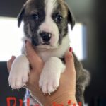 Phoenix - Plott hound/St. Bernard mix puppy