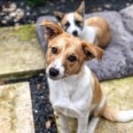 Anna 6mo puppy, Aussie / Terrier, 22 lbs