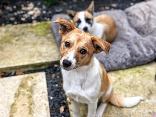 Anna 6mo puppy, Aussie / Terrier, 22 lbs