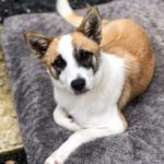 Elsa 6mo puppy, Aussie / Terrier mix