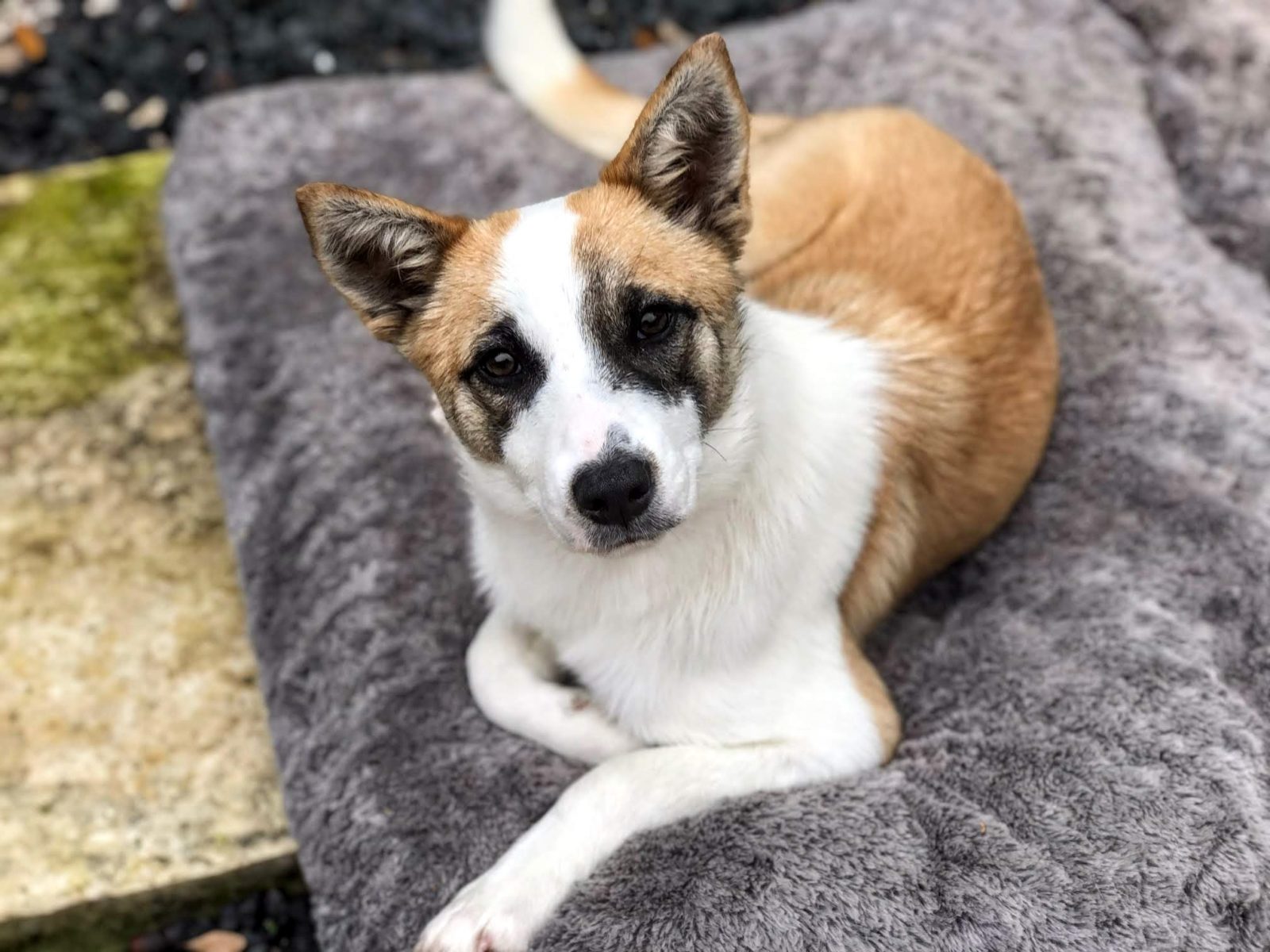 Elsa 6mo puppy, Aussie / Terrier mix