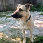 Bandette - Anatolian Shepherd, 2yo, 63lbs
