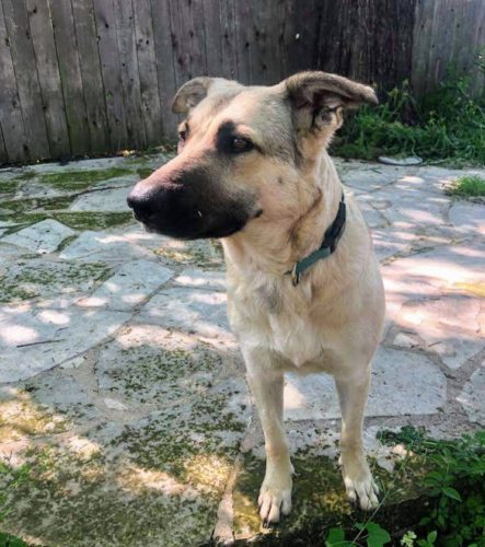 Bandette - Anatolian Shepherd, 2yo, 63lbs Bandette - Anatolian Shepherd, 2yo, 63lbs