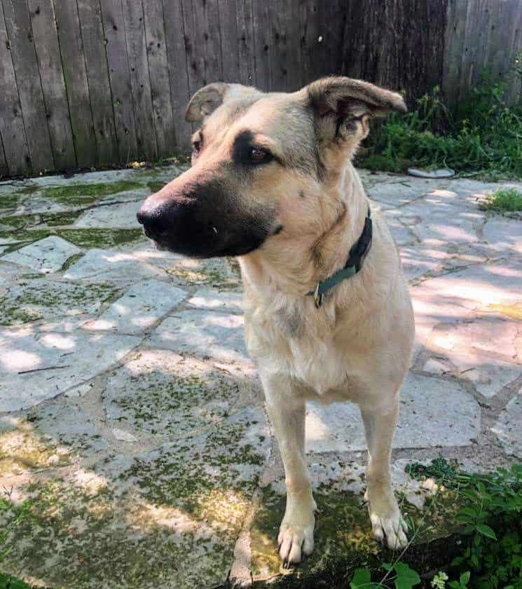 Bandette - Anatolian Shepherd, 2yo, 63lbs
