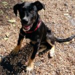 Bardot - puppy Anatolian Shepherd Mixed Breed