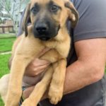 Bridgett - Female Black Mouth Cur Puppy