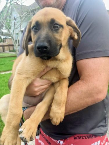 Bridgett - Female Black Mouth Cur Puppy